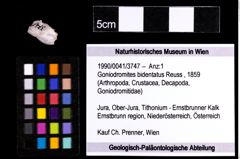 Foto (Objekt + Etiketten) von Goniodromites bidentatus (Reuss, 1859) 